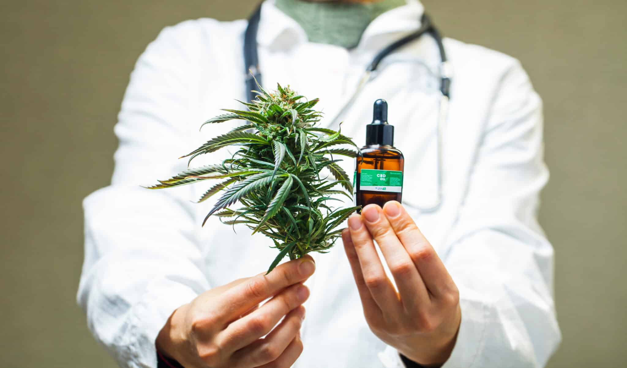 doctor hand hold and offer to patient medical marijuana and oil.